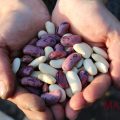 Beans, Food, Foodie, Lovers, Nigeria, Politics, Elections, Agriculture,