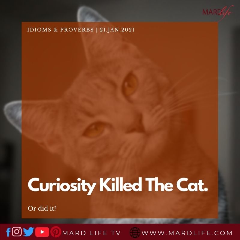 Curiosity Killed The Cat; Or Did It?