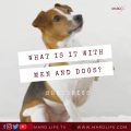 Dogs, Cats, Men, Pets, Animals, Relationship, Cheating, Heaven, All Men Are Dogs, All Dogs Go To Heaven,